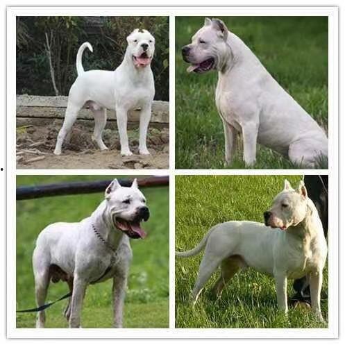 杜高犬视频大全,视频大全中的英勇瞬间