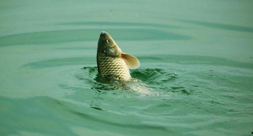 钓鱼视频鲤鱼,精彩瞬间回顾