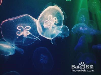 水母吃东西的视频,高清视频揭示海洋奇观