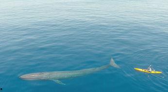 蓝鲸视频高清,捕捉每一刻精彩瞬间