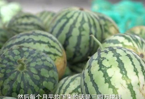 西瓜瓜视频,带你领略短视频的魅力