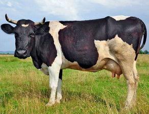 公奶牛视频,农业科技新突破