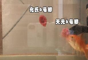 科学钓鱼视频,视频深度解析