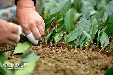 茶叶扦插视频,从枝条到新苗的蜕变之旅