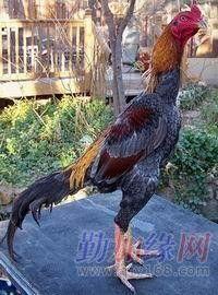 斗鸡养殖致富经视频,揭秘致富之路的秘诀与技巧