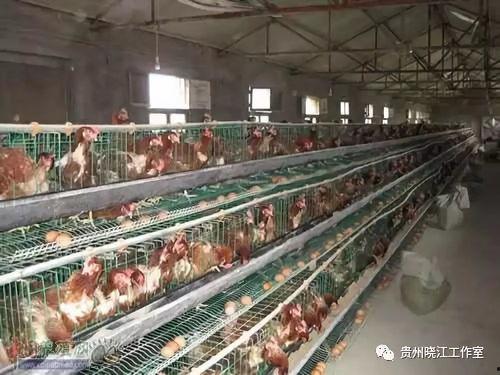 笼养蛋鸡视频,高效与福利并存