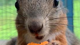 小松鼠视频,小松鼠的奇幻冒险之旅